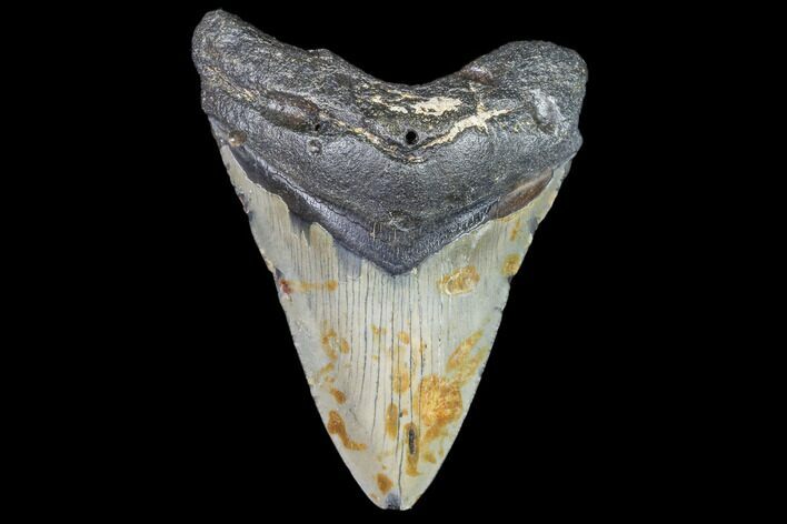 Fossil Megalodon Tooth - North Carolina #105000